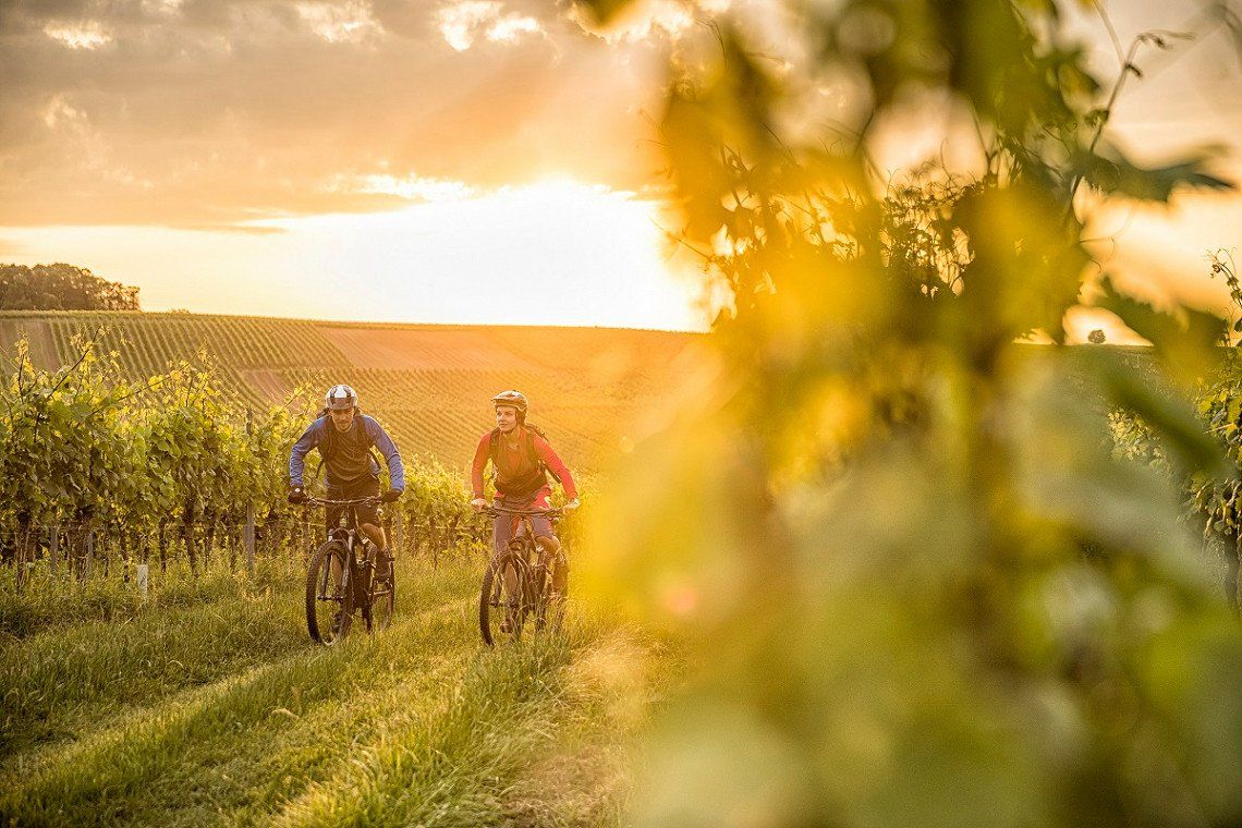 Mountain bikers in vineyards near Schweigen-Rechtenbach on the Southern Wine Route
