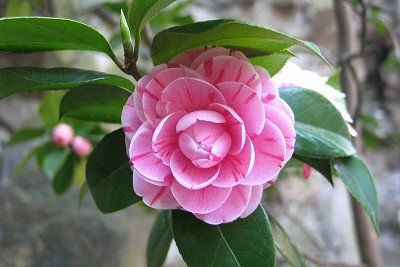 Roze Camelia