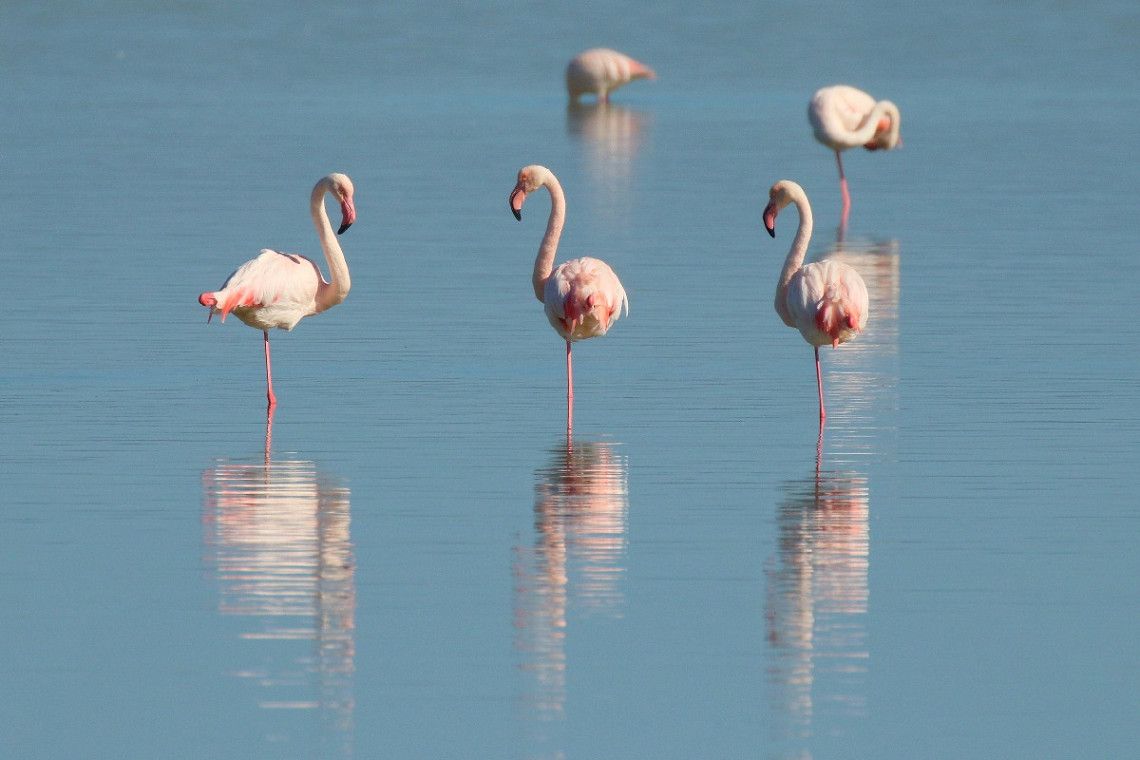 Flamingos standing in the water