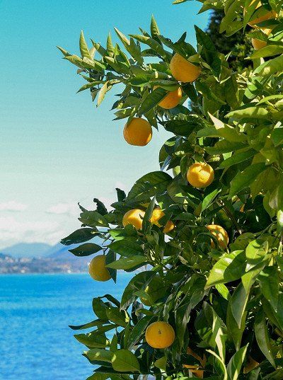 Orangenstrauch vor dem Panorama des Lago Maggiore, Italien 