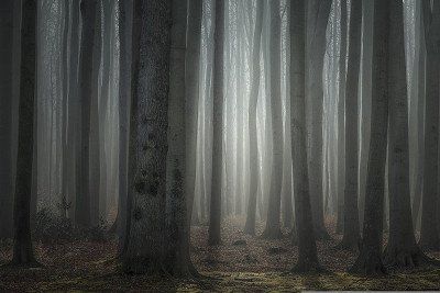 Herbstwald Nienhagen im Morgenlicht