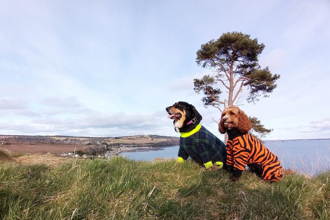 Zwei Hunde mit Wintermantel in Schottland 