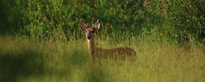 Deer in a clearing in Finland