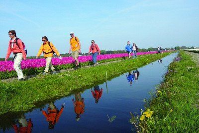 Hikers along tulip fields in the Netherlands