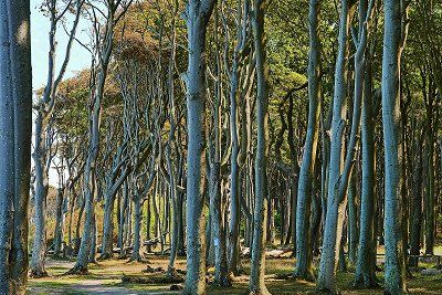 Gespensterwald Nienhagen im Sonnenschein