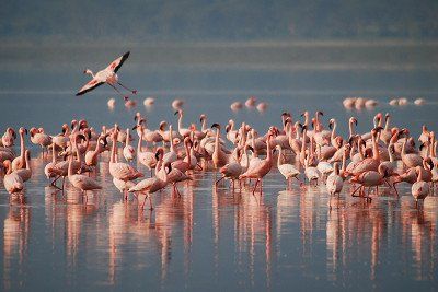 Flamingos in the water