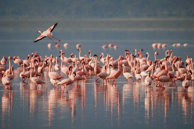 Flamingos in the water 