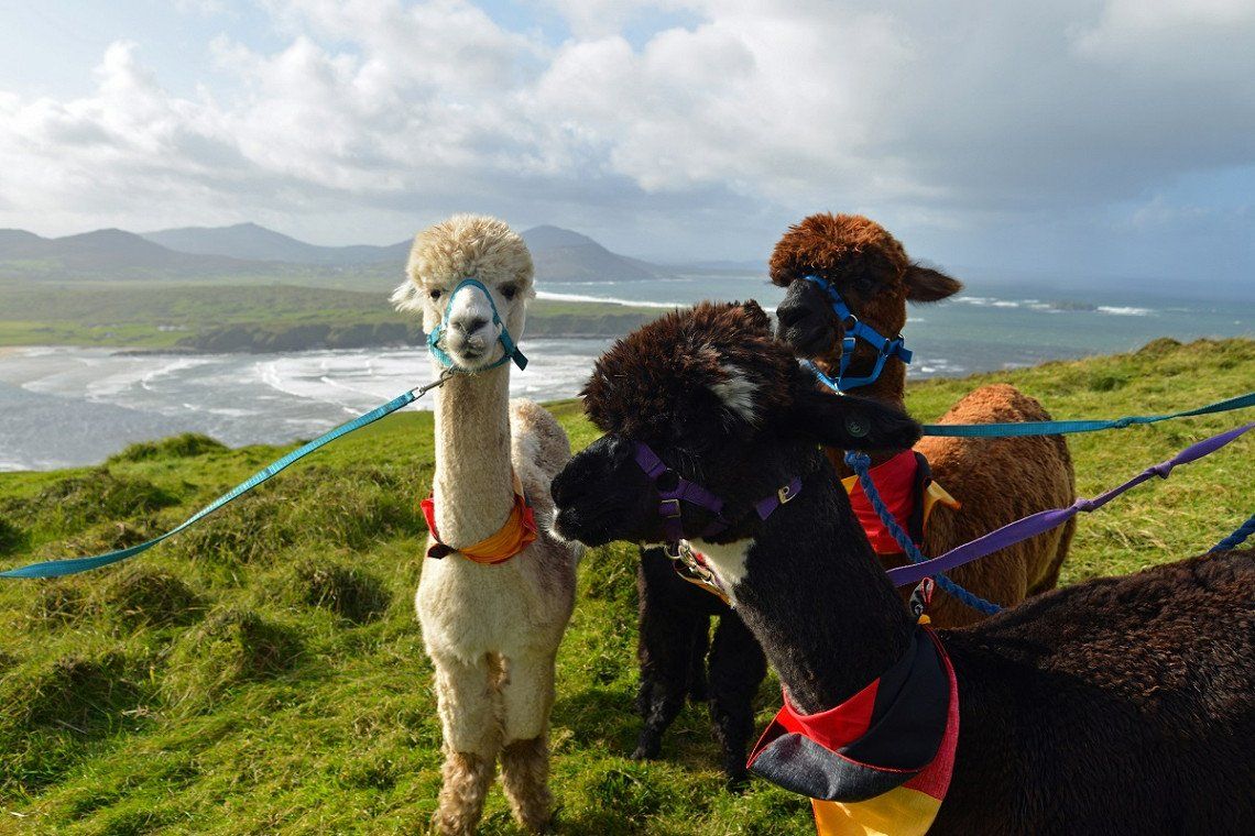 Alpakas an der Leine am Malin Head, Irland