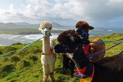 Alpakas an der Leine am Malin Head, Irland