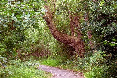 Pfad durch den Inselwald Greune Stee auf Borkum 