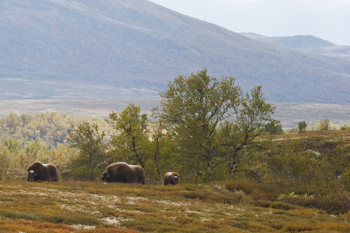 Musk oxen in the national park Dovrefjell, Norway