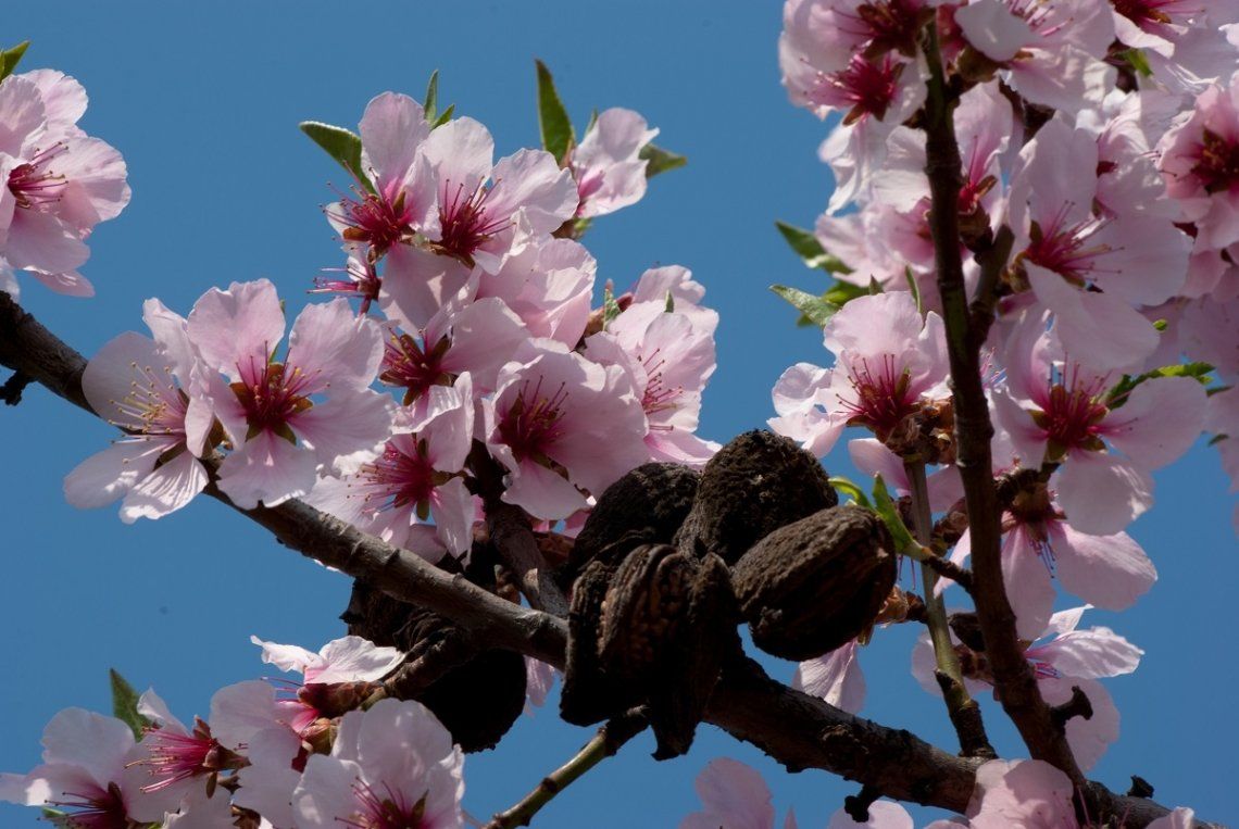 Pink almond blossom