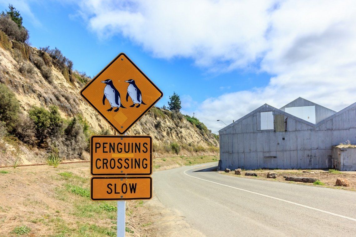 Warnschild Pinguine Neuseeland