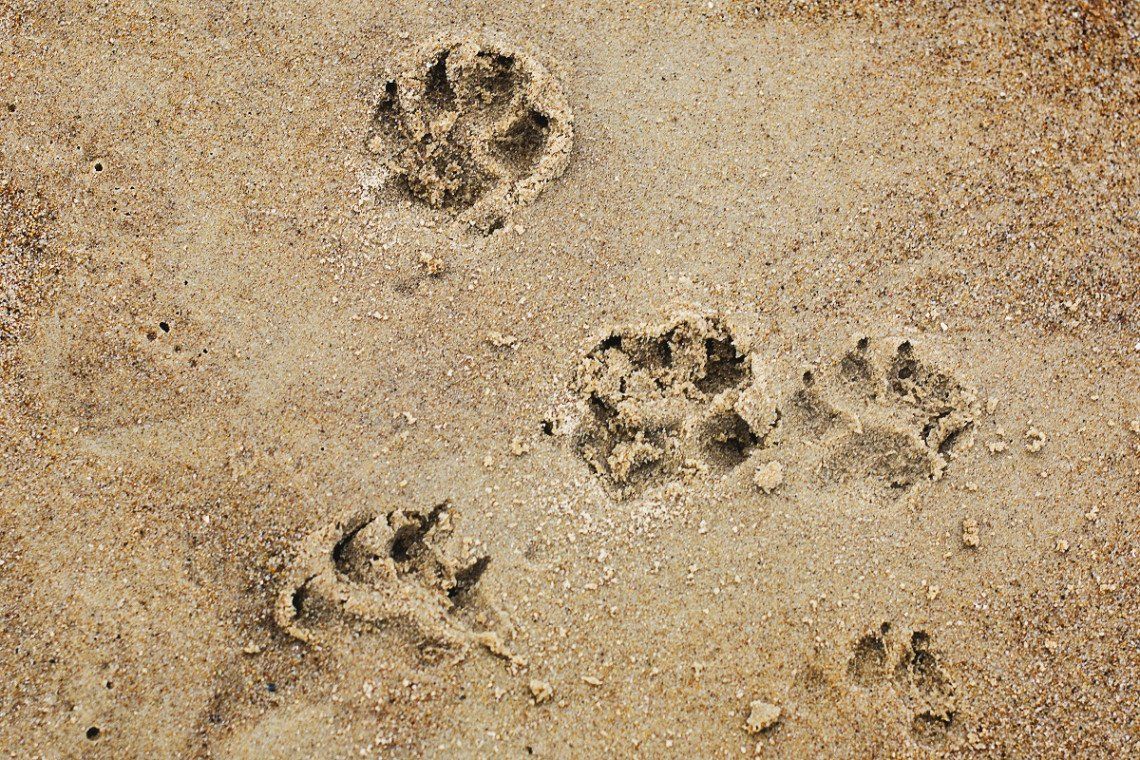 Paw prints on a sandy beach