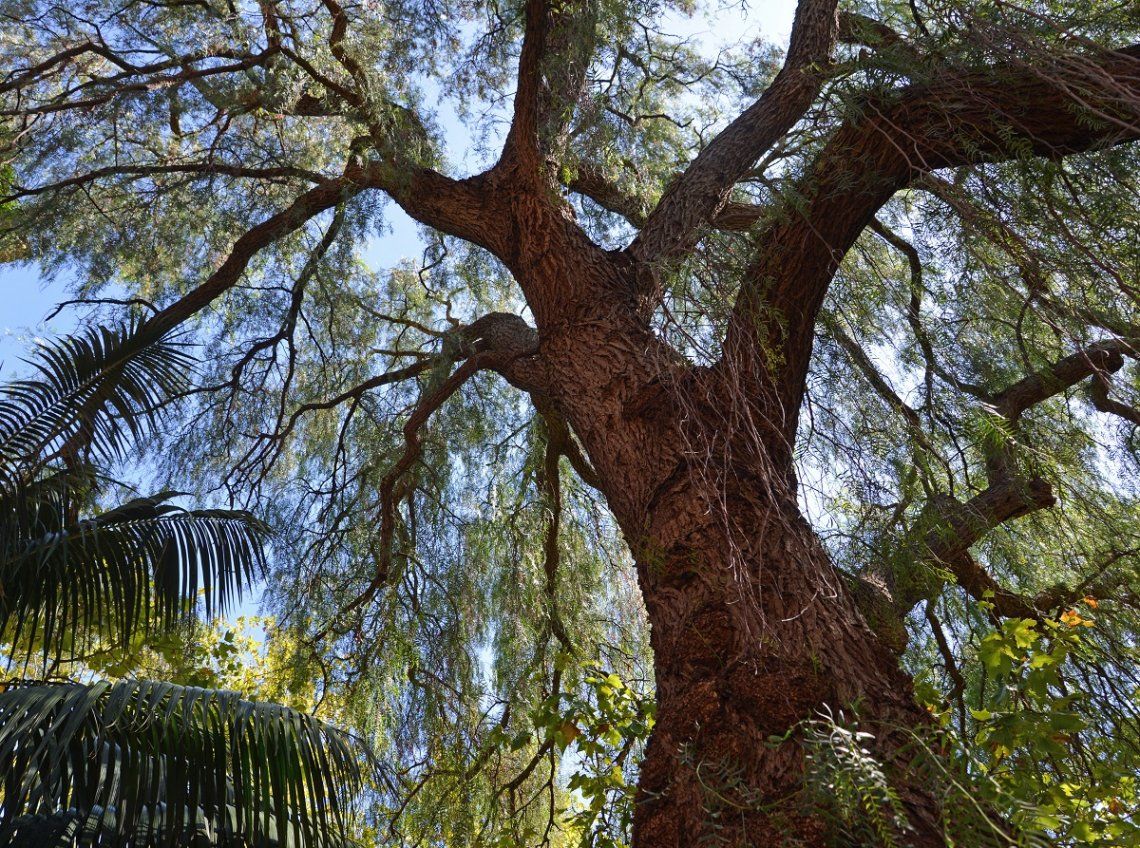 Großer Pfefferbaum in Sainte-Maxime, Frankreich