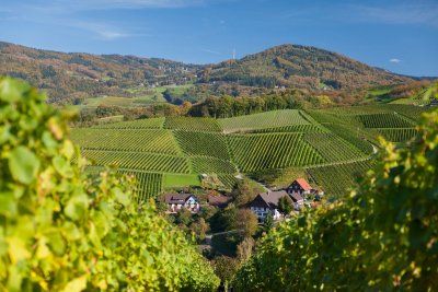 Sasbachwalden surrounded by vines on steep slopes