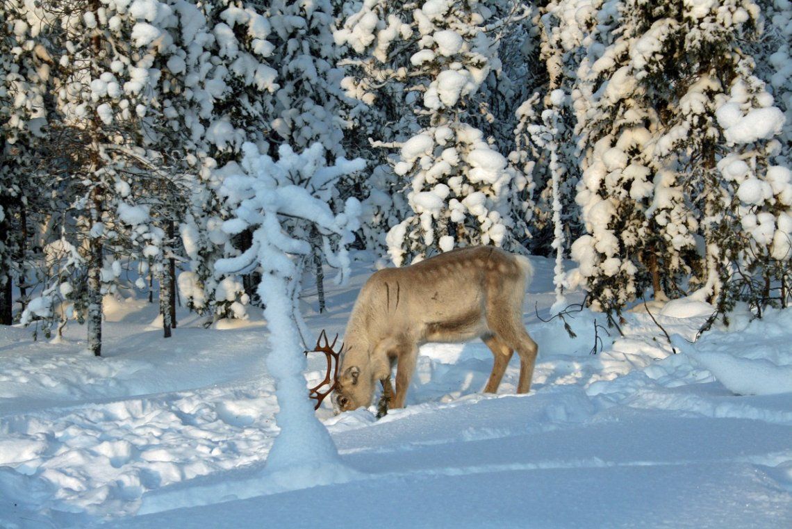 Reindeer at the Kopara reindeer farm in Northern Finland