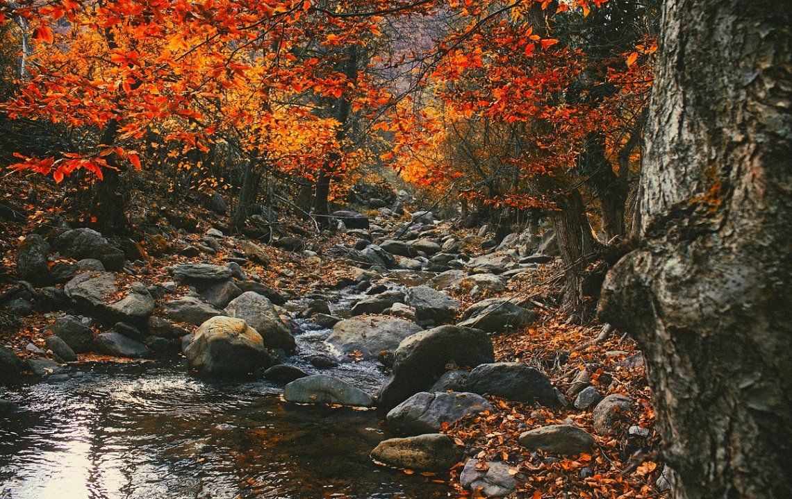 Colourful autumn leaves in the Carpathian Mountains