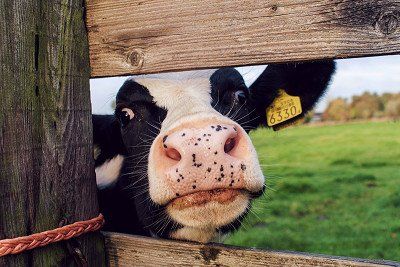 Neugierige Kuh auf der Weide in Holland