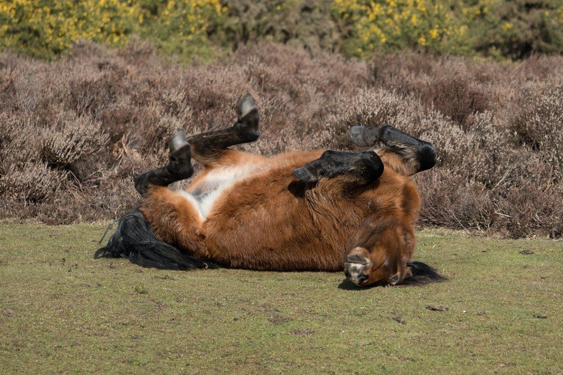 Pferd wälzt sich im New Forest Nationalpark