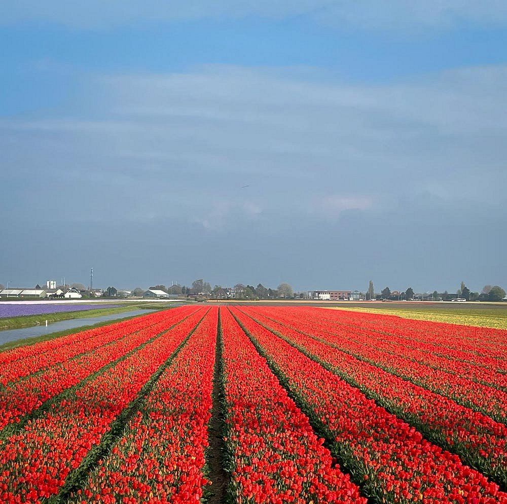 Tulips blooming in Holland