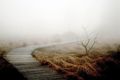 Holzsteg im Hohen Venn in Belgien im Nebel