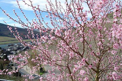 A red Moselle vineyard peach shrub with pink blossoms