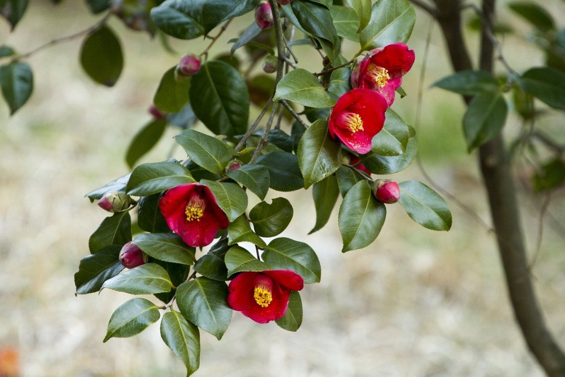 Rote Kamelien in Blüte, nicht gefüllt
