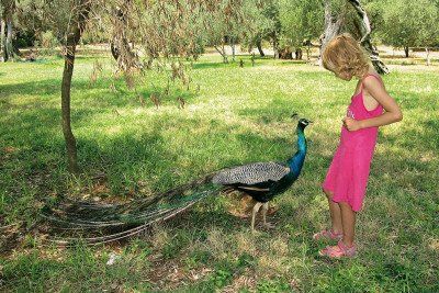 Pfau in der Parkanlage auf der Insel Lokrum