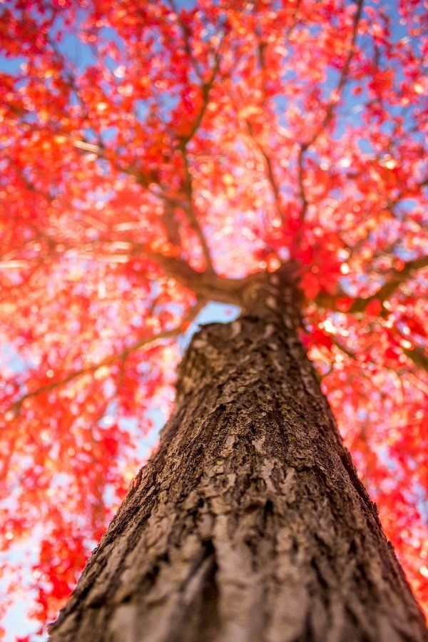 Maple tree with red foliage from a frog's perspective