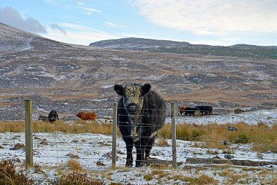 Rind mit Winterfell in den schottischen Highlands