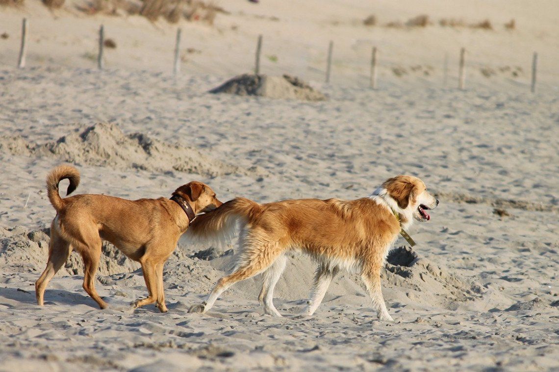 Two dogs playing on the sandy beach