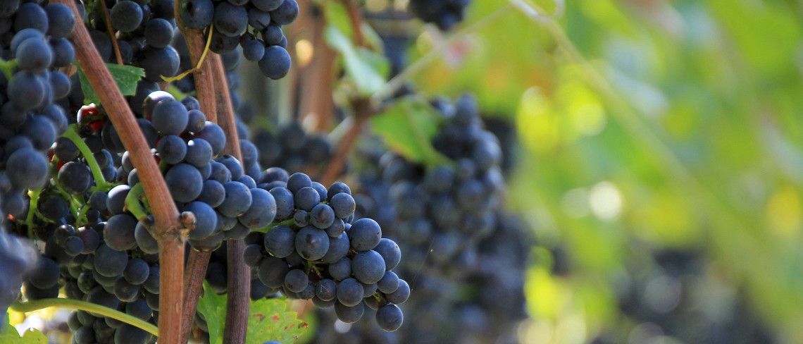 Donkere druiven aan de wijnstok voor de oogst