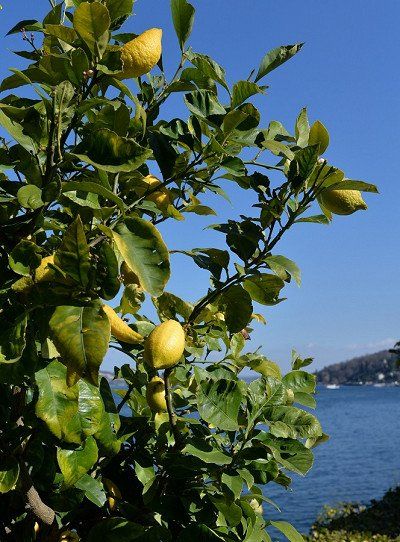 A lemon bush overlooking Lake Maggiore, Italy
