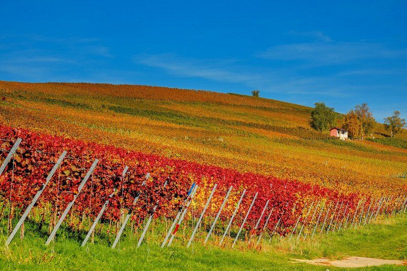 Motorhome trip along the Baden Wine Route
