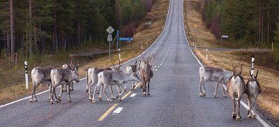 reindeer on a street in Finland
