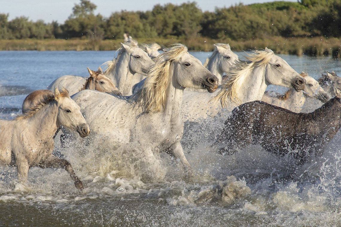 Herde Camargue-Pferde beim Galopp im Wasser