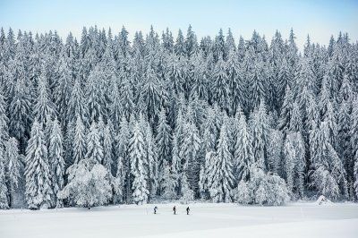 Snow-covered fir forest in the Doubs Nature Park