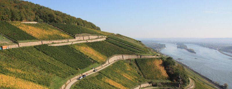 Per Camper durch das Weinanbaugebiet Rheingau