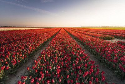 Huge tulip fields in the Netherlands