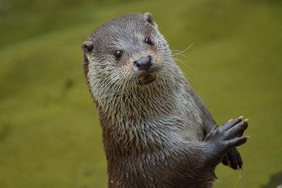 Fischotter in aufrechter Haltung