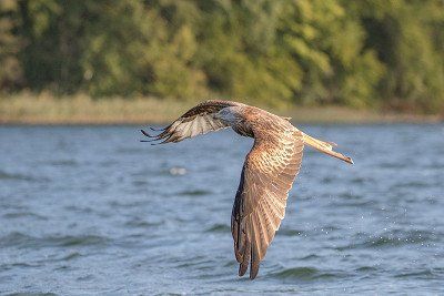 Rode wouw boven het Breiter Luzin meer