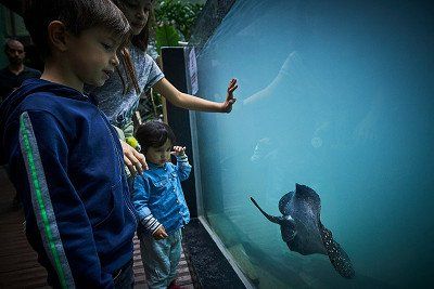 Suesswasseraquarium im Suesamerikabereich Aquatis Lausanne