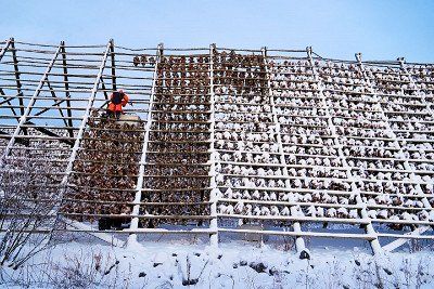 Grosses Stockfischgeruest auf den Lofoten im Winter 