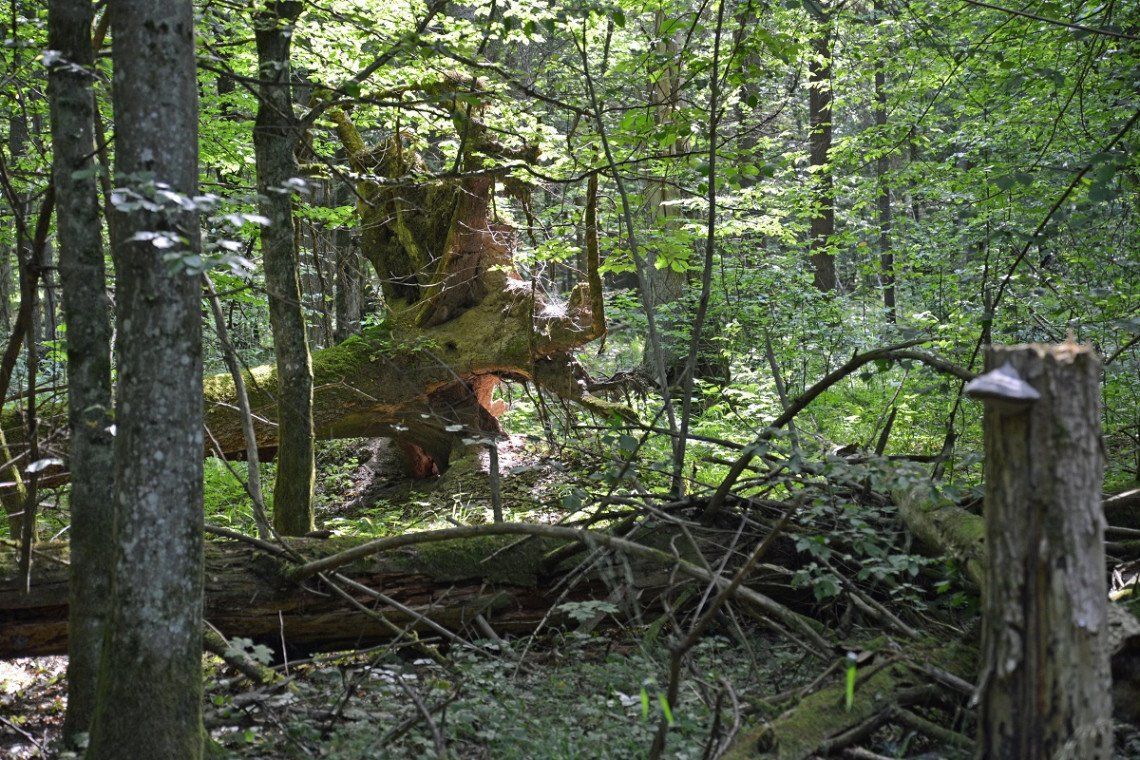 naturbelassener Mischwald im Bialowieski-Nationalpark in Polen