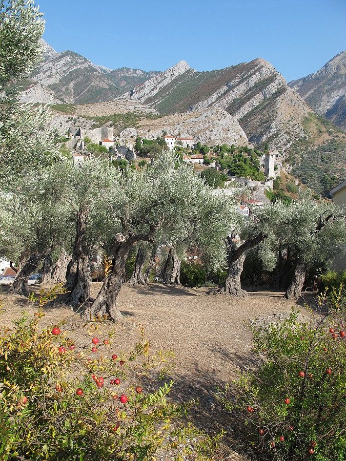 Olivenbäume unterhalb von Stari Bar, Montenegro 