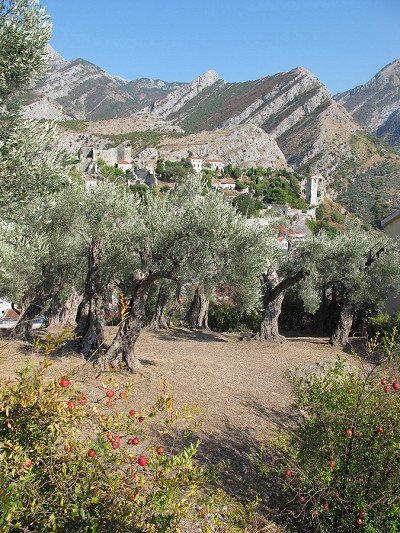 Olive trees below Stari Bar, Montenegro