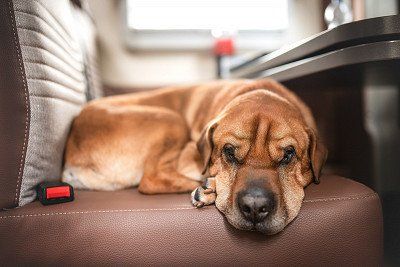 Hund beim Nickerchen auf der Rueckbank eines Buerstner Wohnmobils Lyseo TD 