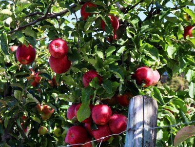 Apple trees on Lake Constance