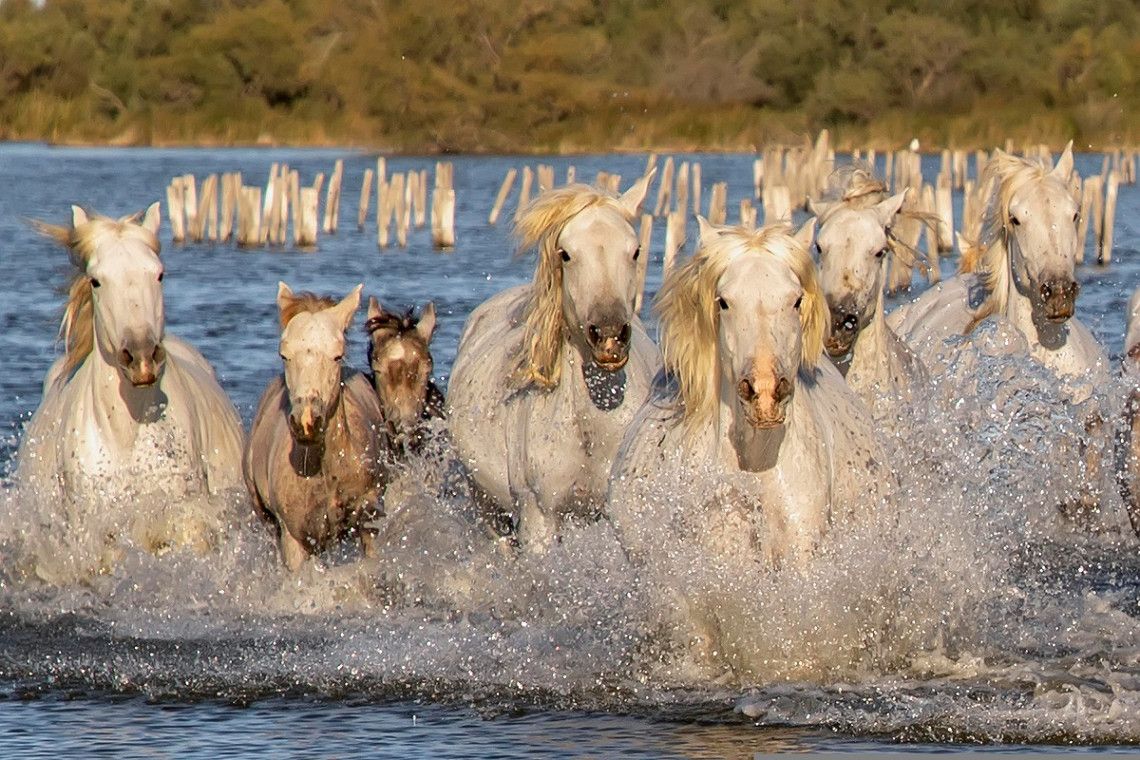 Herde Camargue-Pferde im Wasser bei Saint-Maries-de-la-Mer